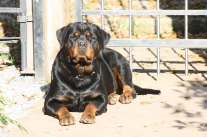 Rottweilerwelpen vom Nesenbach