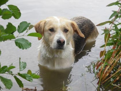 Großes, treudoofes Trennungs-Hundekind 5J sucht liebevolles neues Zuhause