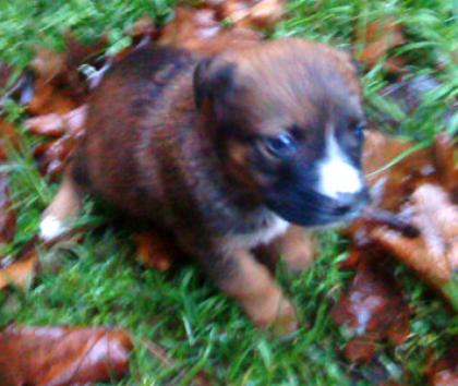 Boxer-Mix-Welpen