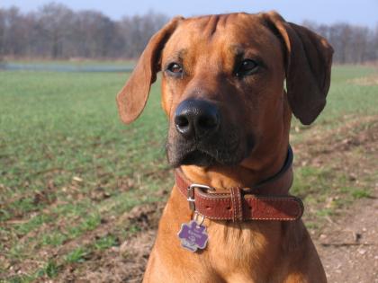 Rhodesian-Ridgeback Deckrüde Aamon