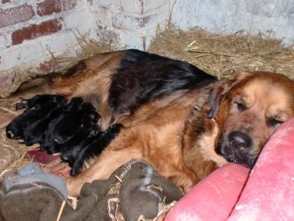 Kleine Rasselbande sucht nneues zu Hause