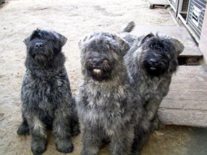 Bouvier des Flandres Rüden aus dem Zwinger vom kleinen Gremlin