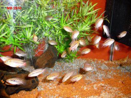 Apistogramma hongsloi