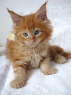 Kräftige Maine Coon Kitten