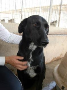 Labrador-Mix-Hündin entlaufen in FfM-Griesheim