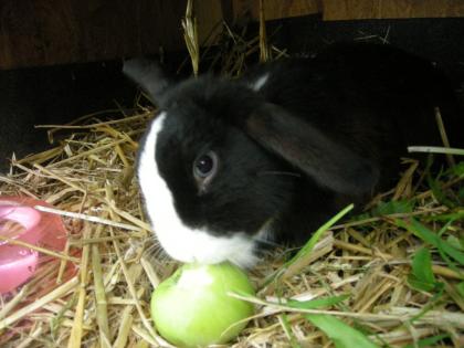 Zwergkaninchen mit blauen Augen