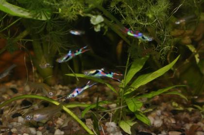 Endler Guppy s, Red Fire Garnelen, Wasserpflanzen.