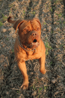 Bordeauxdogge, Decktermine frei