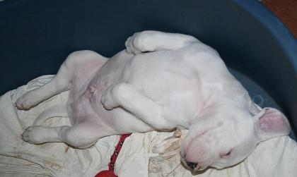 Dogo Argentino wunder schöne