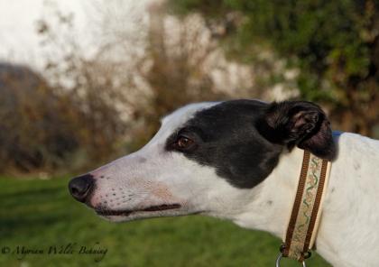 Nutmeg, Greyhound, w. , geb. 2021