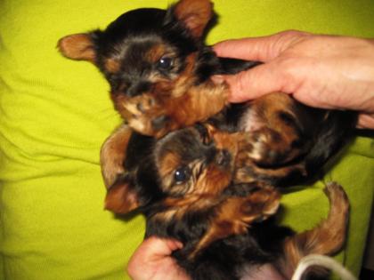 2 kl. gesunde YorkshireTerrier Zuckerschnuten CERA CHARLY