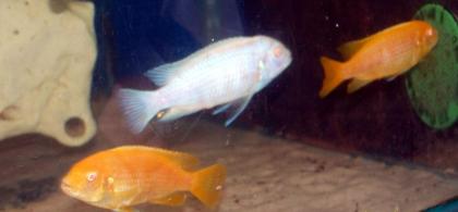 Pseudotropheus saulosi Albino