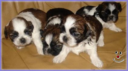 Shih-Tzu Welpen