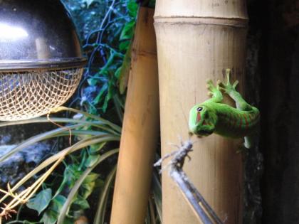 Großer Taggecko Phelsuma mad. grandis high red Nz 10/2010