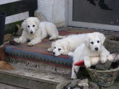 Schneeweisse Hütehundwelpen