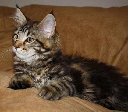 Maine Coon Kitten - Zucht u. Showgeeignet