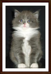 Niedliche reinrassige Maine Coon Kitten