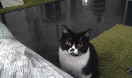 Wunderschöner Deckkater