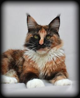 Maine Coon Katze in black tortie white