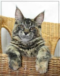 Maine Coon Teenager in black cl torbie