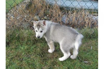 2 wunderschöne Huskys zu vergeben