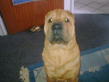 Sharpei Welpen