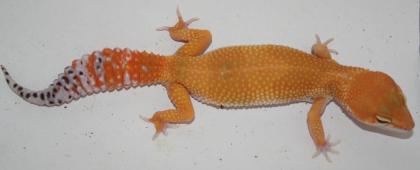 Leopardgecko Farbformen abzugeben