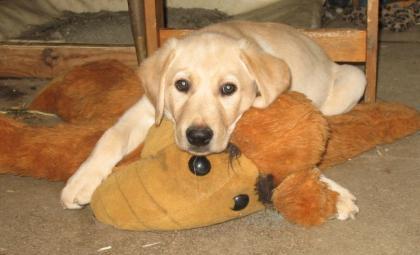 Gelbe Labrador Retriever