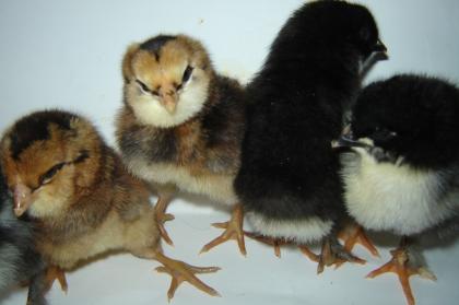 Marans Küken schwarz/kupfer und Araucana Küken wildfarben zu verkaufen Nach Ges