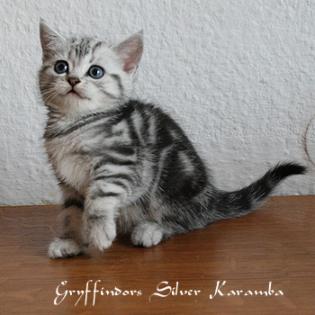 Gryffindors hat zauberhafte Whiskaskitten