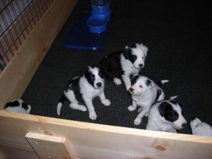 Schöne Border Collie