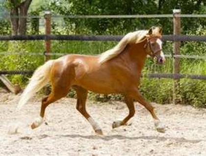 Walisische Pony zu verkaufen