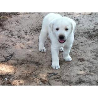 Traumhaft süße Labrador Welpen .