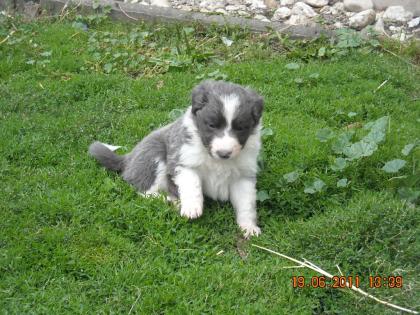 Border Collie Welpen