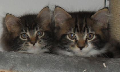 Unsere zwei Maine Coon Babys suchen ein neues zu Hause