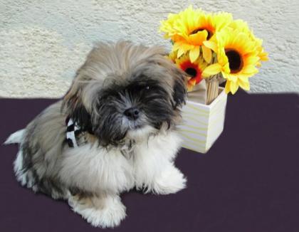 Shih-Tzu Welpen