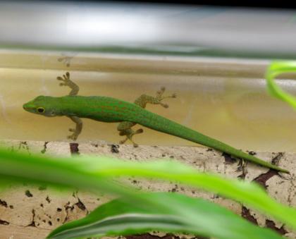 Seychellen Taggecko Phelsuma sundbergi longinsulae