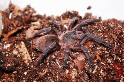 Samtvogelspinne Acanthoscurria suina