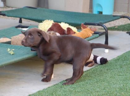 Labrador Welpen für Ihr Zuhause