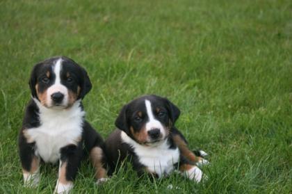 Wunderschönen Appenzeller Sennenhund welpen