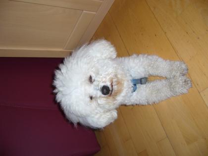 Bichon frise Hund zur Deckung