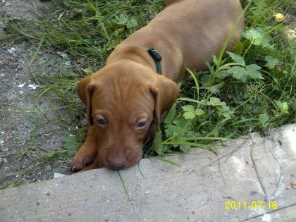 Unser A-Wurf MAGYAR VIZSLA-WELPEN ist da