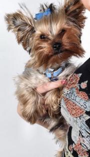 Yorkshire Terrier Deckrüde Mini