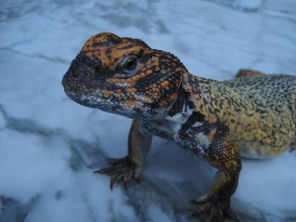 Uromastyx acanthinura