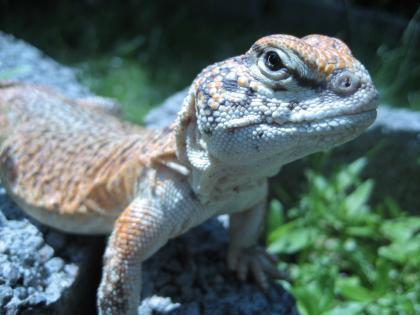 Uromastyx acanthinura