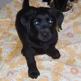 Wunderschöner Labrador Welben