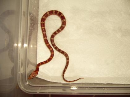 Hypo Bloodred poss het Amelanistic Kornnatter