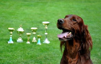 Irish Setter Deckrude