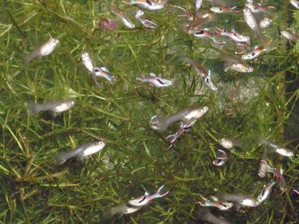 Endlers Guppys / 10 für 5. - / 25 für 10. -