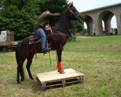 Reitbeteiligung auf Quarter Horse Wallach zu vergeben